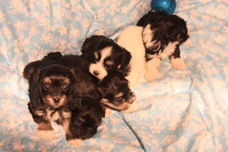 havanese-puppies